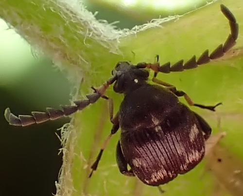 Bruchidius meleagrinus